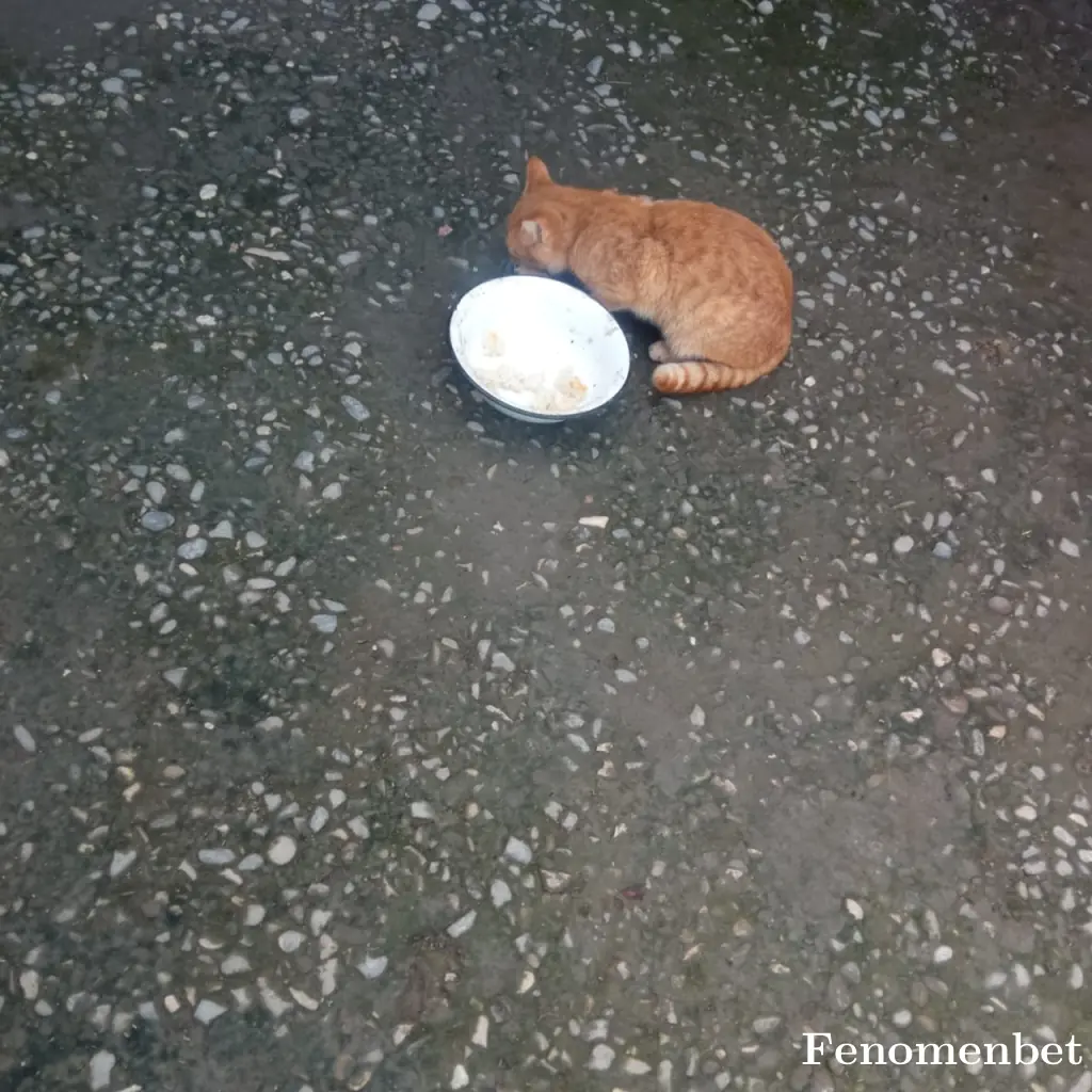 Davcav11 tarafından paylaşılan fotoğraf