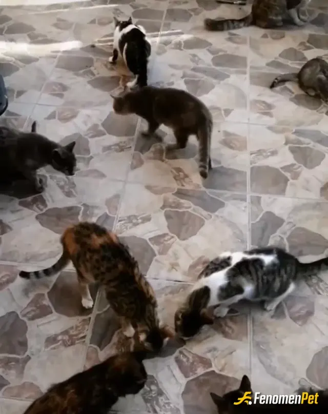Sokak hayvanı besleme: 20 kediye bakıyoruz