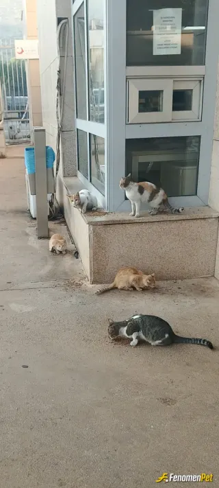 Sokak hayvanı besleme: Hepsi gelmiş canlarim