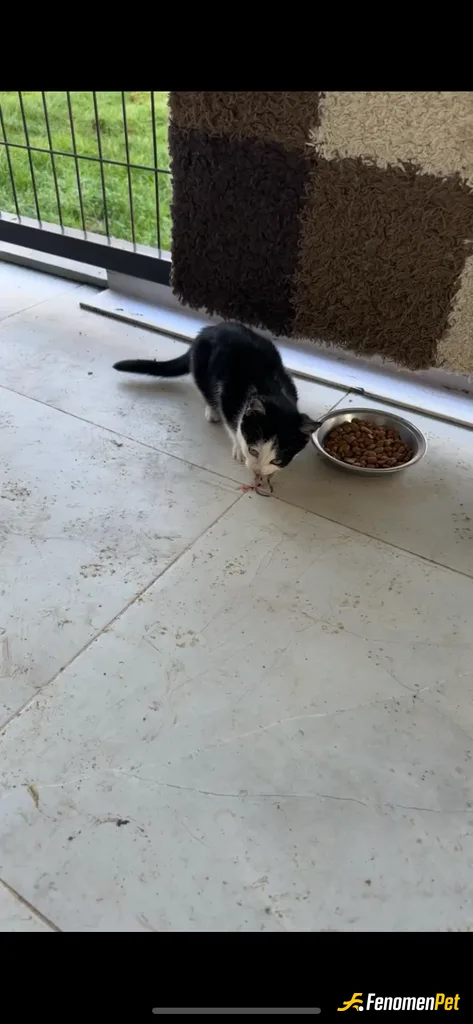 Sokak hayvanı besleme: Evde köpek dostum olduğu için evimde bakamıyorum fakat bahçemizde mamaları hiç eksik olmaz 😊