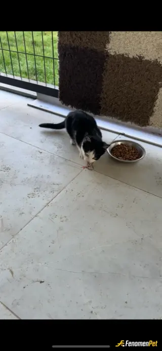 Sokak hayvanı besleme: Evde köpek dostum olduğu için evimde bakamıyorum fakat bahçemizde mamaları hiç eksik olmaz 😊
