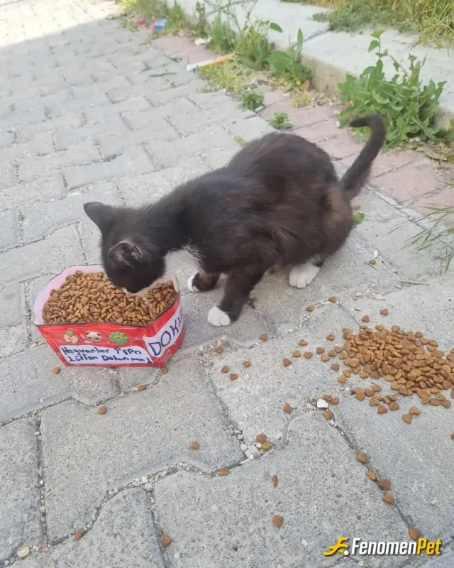 Sokak hayvanı besleme: Sokakta gördüğümüz sokak hayvanlarına sıklıkla yardımda bulunuyoruz.