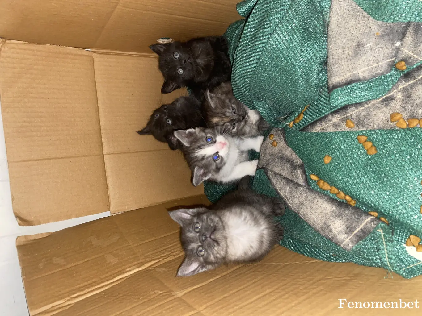 Nebahat0 tarafından paylaşılan fotoğraf