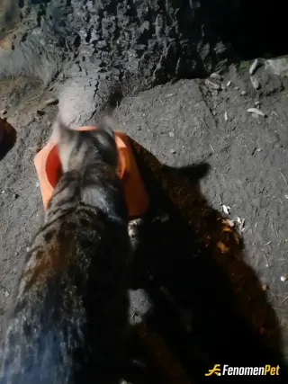 Sokak hayvanı besleme: Afiyet bal şeker