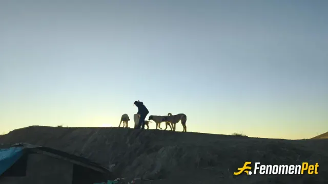 Sokak hayvanı besleme: Mama