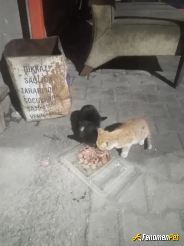 Sokak hayvanı besleme: Annelerı terk etti 4 taneyidı2 tanesi ölmüş yaş hazır mamayla besliyom
