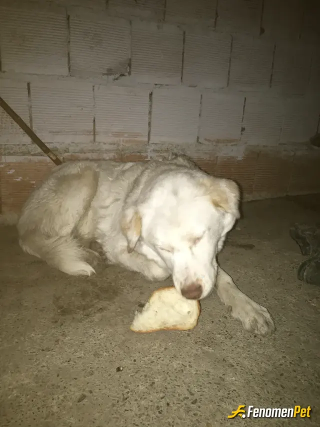 Sokak hayvanı besleme: Havalarnı seviyorum