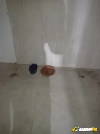 Sokak hayvanı besleme: Binanın boşluğuna yavrulayan kedilerimize aile olduk