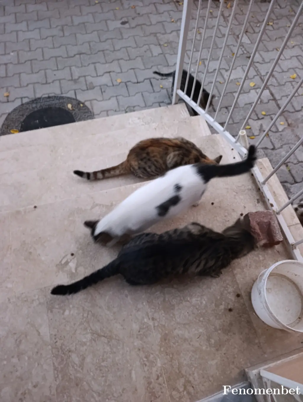 MezarliqBekcisi tarafından paylaşılan fotoğraf