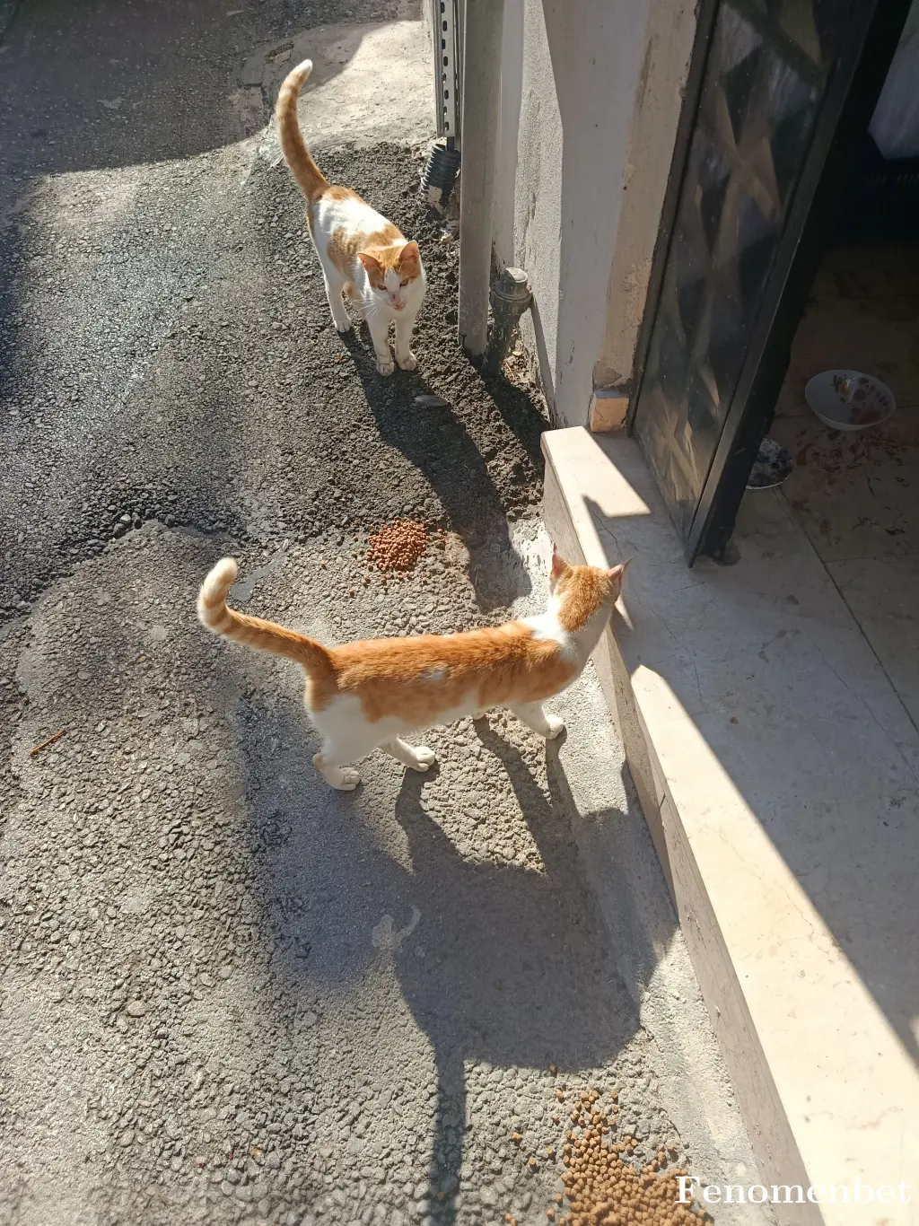 Rambo1616 tarafından paylaşılan fotoğraf