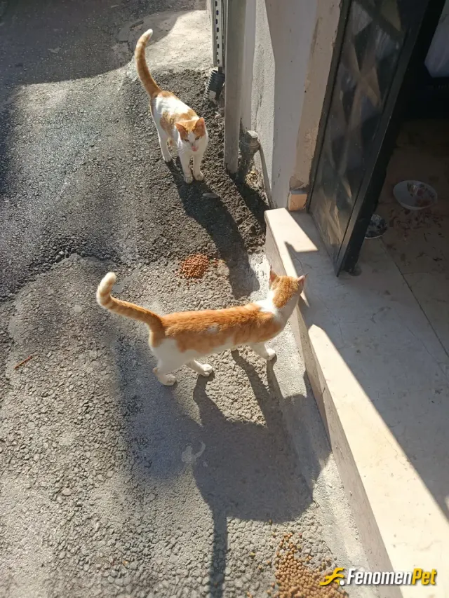 Sokak hayvanı besleme: 4 senedir bu evde yaşıyorum ve 4 senedir 15 tane kedi besliyorum her gün sokakta peşinde dolaşırlar