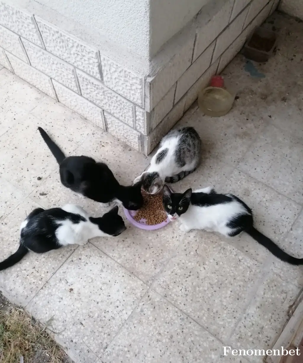 Fallen16 tarafından paylaşılan fotoğraf