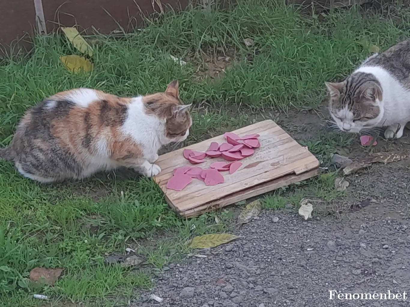 Durockbar tarafından paylaşılan fotoğraf