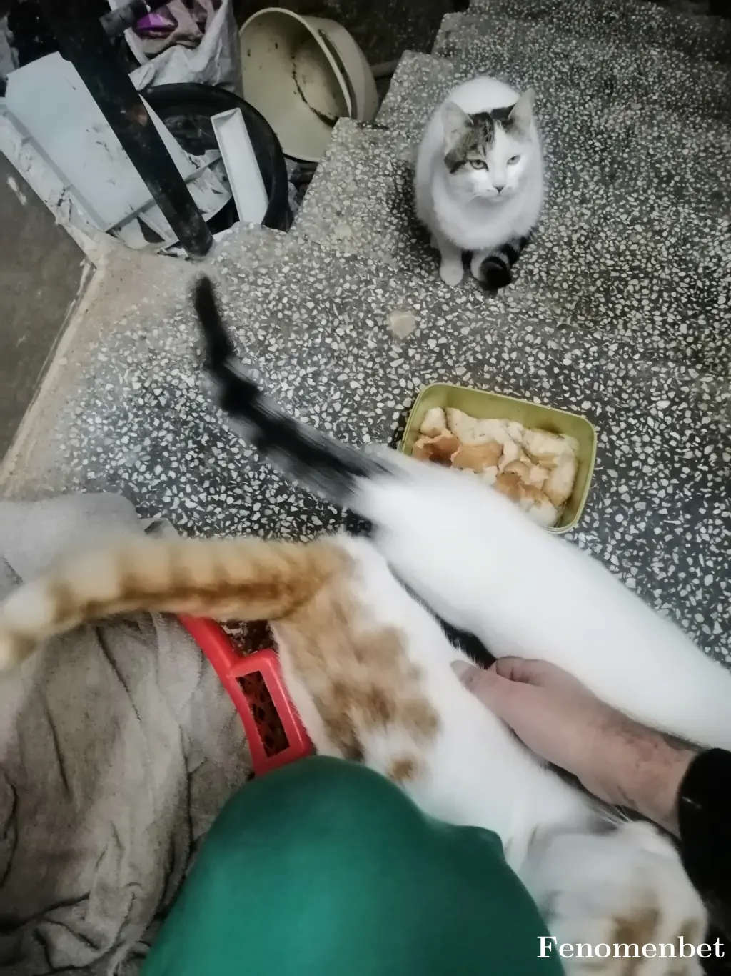 Fatma2454 tarafından paylaşılan fotoğraf