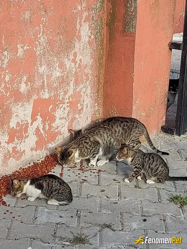 Sokak hayvanı besleme: Kuru mama alıp verdim