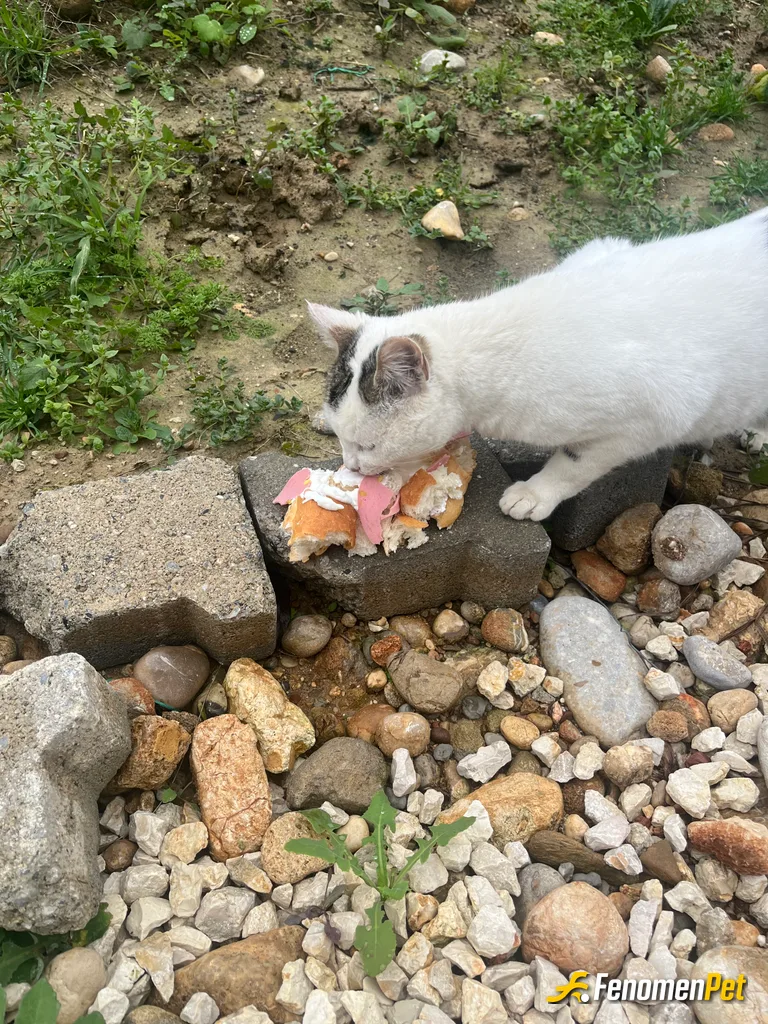 Sokak hayvanı besleme: Her gün yemeklerimizden veriyoruz yemeklerimizden arta kalan diyim bütün aile bireylerin tarafından kedi köpek fark etme…