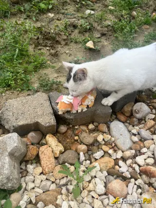 Sokak hayvanı besleme: Her gün yemeklerimizden veriyoruz yemeklerimizden arta kalan diyim bütün aile bireylerin tarafından kedi köpek