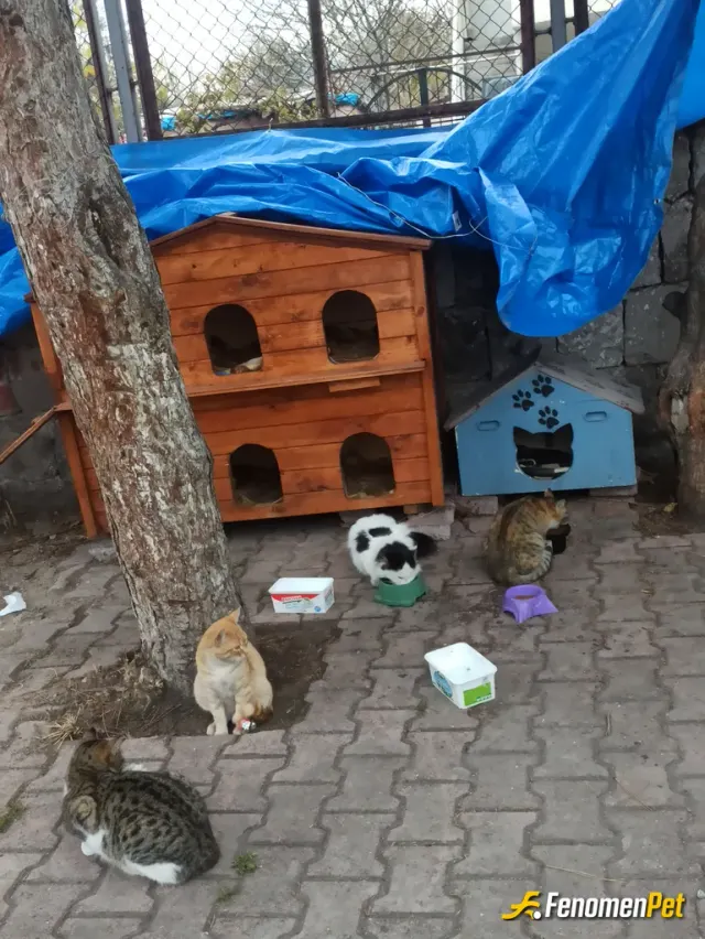 Sokak hayvanı besleme: Bim marketten kediler için mama paketi aldım.Okulun karşısinda Saglik ocağının bahcesinde yuvaları var. Her gi