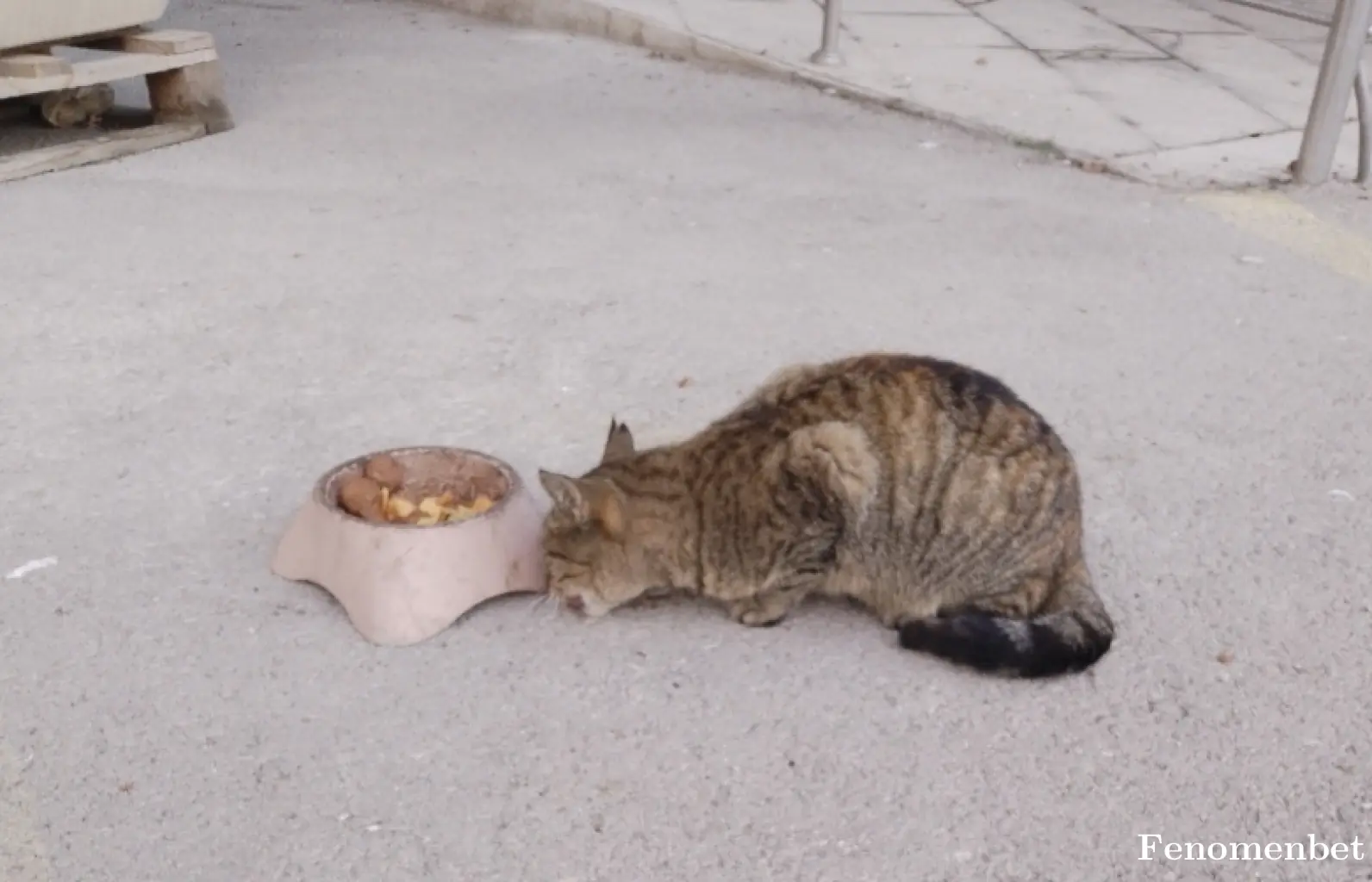 Volkanselcuk64 tarafından paylaşılan fotoğraf