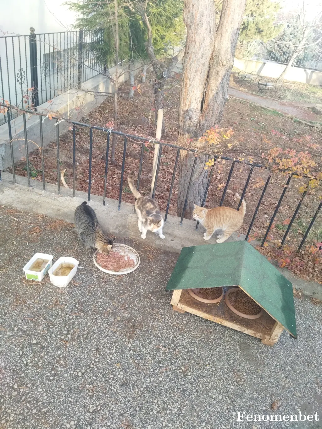 palareis tarafından paylaşılan fotoğraf