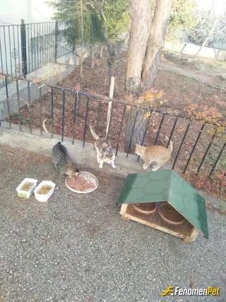 Sokak hayvanı besleme: İş yerimizde dostlarımızın akşam yemeği yaş mama 🥰