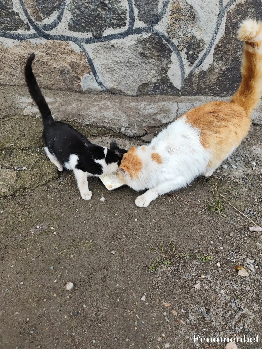 valencia49  tarafından paylaşılan fotoğraf