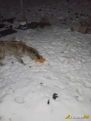 Sokak hayvanı besleme: Karda en çok köpekler madur