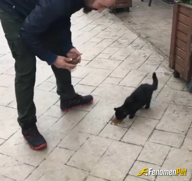 Sokak hayvanı besleme: Afiyet olsun..