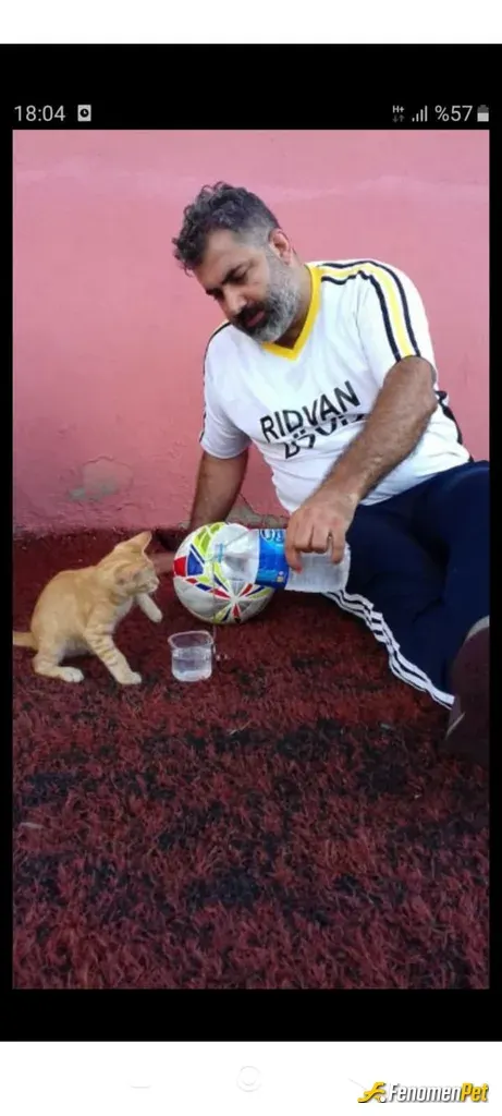 Sokak hayvanı besleme: Kedi duyuyorum sokak kedisi