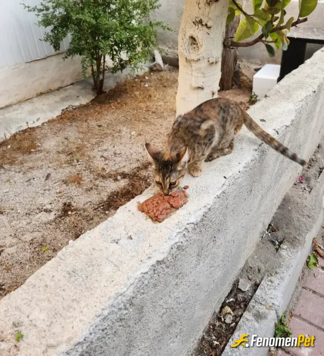 Sokak hayvanı besleme: Sokak Kedileri bedleme time