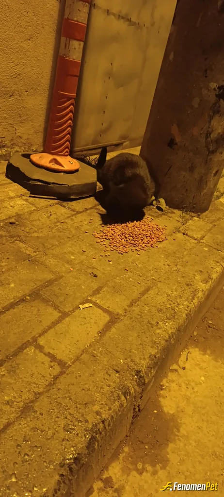 Sokak hayvanı besleme: Her gece kapımın önünde bekliyorlar En az 10 tane ve onları beslemek bana büyük mutluluk veriyor