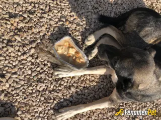 smtagaoglu sokak hayvanını beslerken çektiği fotoğraf