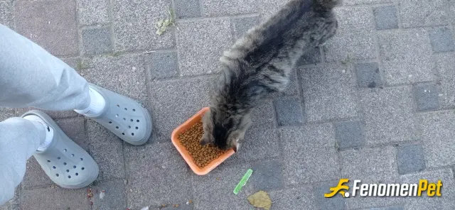 Sokak hayvanı besleme: Bizim Sitenin Bahçesine Böyle Bir Sürü Kedi Geliyor Bende Her Fırsatım Oldukça Mama Vermeye Çalışıyorum Sizind