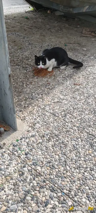 Sokak hayvanı besleme: Mahalledeki bebeklerimizi besledik