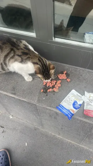 Sokak hayvanı besleme: Sokakhayvanları