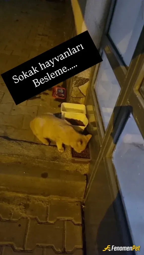 Sokak hayvanı besleme: #Fenomenpet , 👏🙏