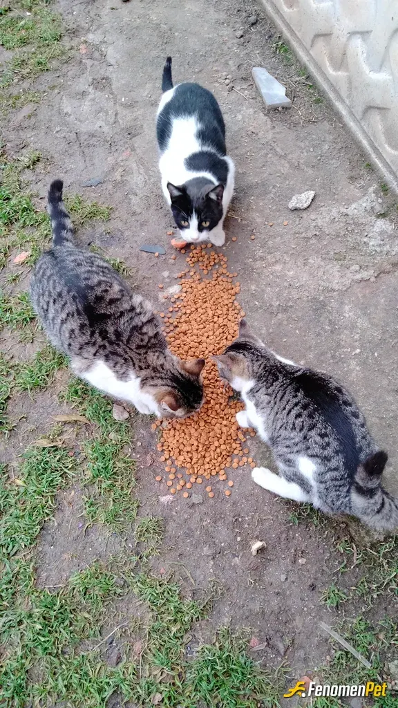 Sokak hayvanı besleme: Mama verdim
