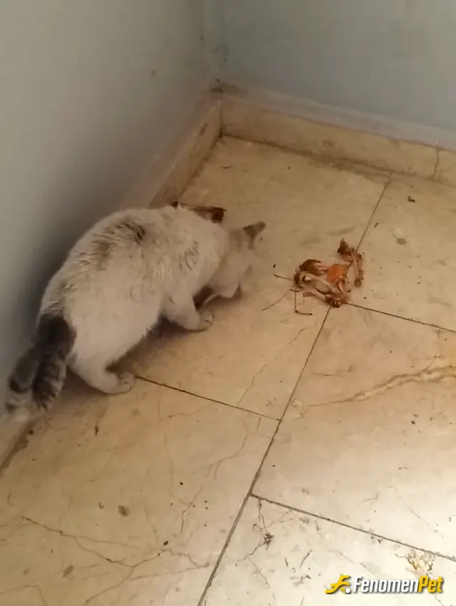Sokak hayvanı besleme: Yagmurlu oldugu için binada besledim