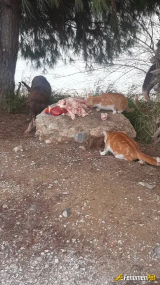 Sokak hayvanı besleme: Baraj kenarı ormanlık alanlara şehirden uzak bölgelere terk edilen hayvanlara kemik tavuk mama yardımı