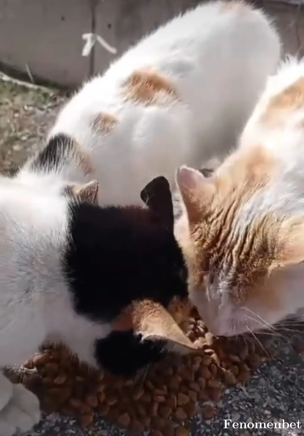 Ahmet0825 tarafından paylaşılan fotoğraf