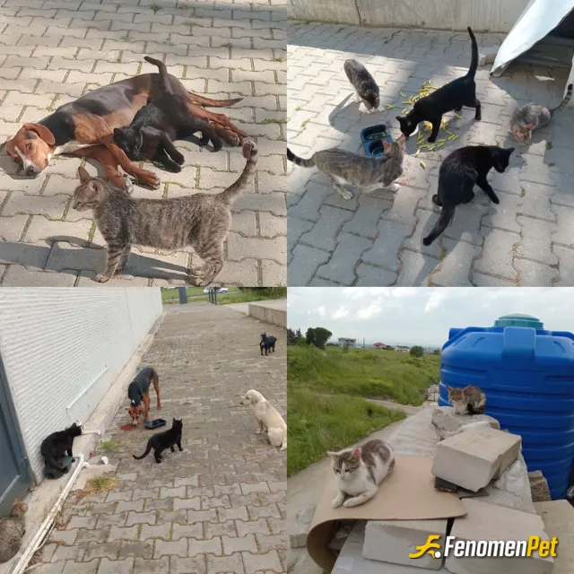 Sokak hayvanı besleme: Onlar Allah'ın sessiz kulları ve bize emanet. Sizlerinde böyle güzel bir işe vesile olmaya çalışmanızda çok gü