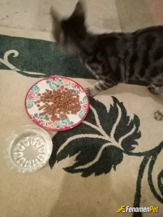 Sokak hayvanı besleme: Dışarda bitkin haldeyken buldum,onu sahiplendim karnını doyurdum ve şimdi oyun zamanı 🥳🥳