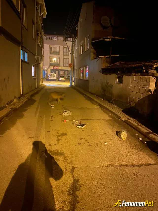 Sokak hayvanı besleme: Sokak hayvanları gerçekten sevgiye bakıma ve iyiliğe çok ihtiyac duyuyor bizde bunlara ortak olduysak ne mutlu