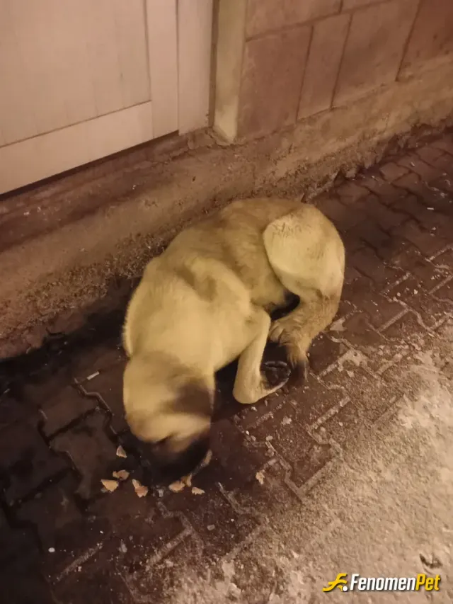 Sokak hayvanı besleme: Ac kalmıș bir hayvan ekmek güdürdüm onun için