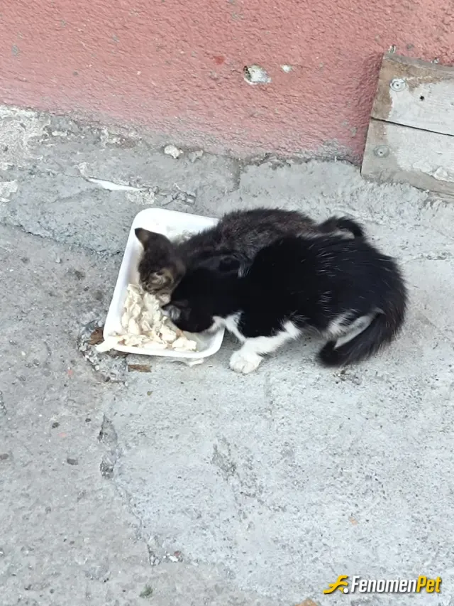 Sokak hayvanı besleme: Video varxi atamadim tesekkurler