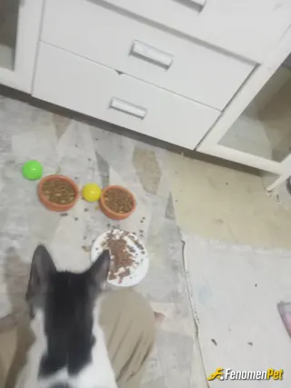 Sokak hayvanı besleme: Kurumdan gitti yavru haldeyken kedi aldım kızlarım çok istiyorlardi ..hem bı yuvası olsun hem bı ailesi 😃😃