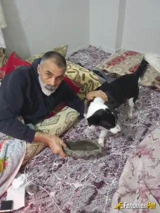 Sokak hayvanı besleme: Ben özurluyum eve aldım bundan sonra benimle yaşayacak ismi de fenomen oldu