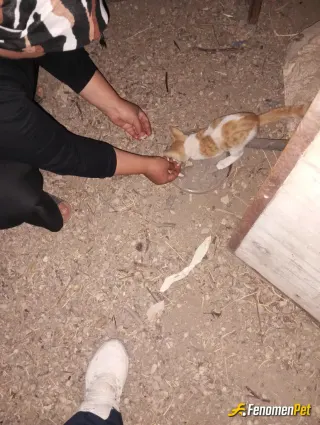 Sokak hayvanı besleme: Eve aldım sahiplendim ve aileden biri oldu