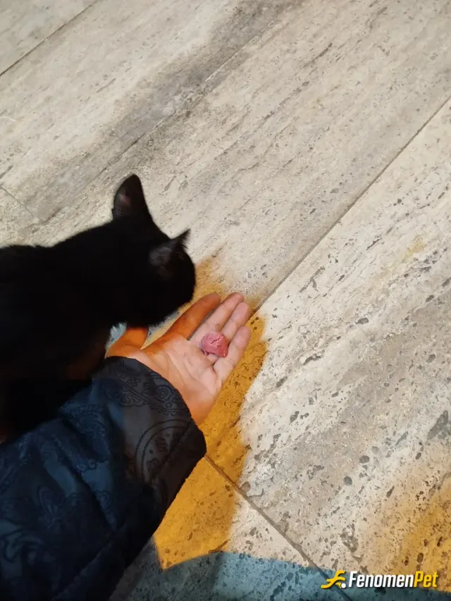 Sokak hayvanı besleme: #Fenomenpet hashtagi ile birlikte