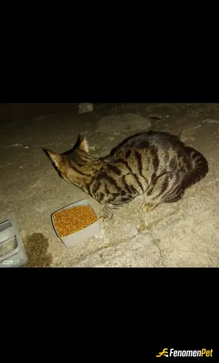 Sokak hayvanı besleme: Bu minnoş arkadaşıma hasta ziyaretine gittiğim gün köpeklerin arasından nasıl geçtiyse sapasağlam çıkagelmiş k